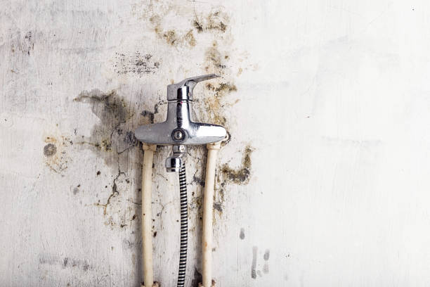 Best Mold Cleaning Services  in Strawberry Plains, TN