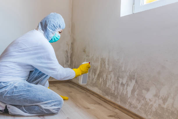 Mold Removal Process in Strawberry Plains, TN