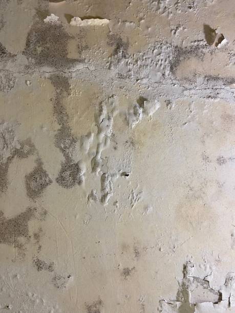 Best Office Mold Removal Services  in Strawberry Plains, TN