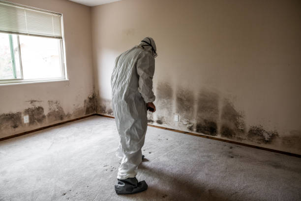 Best Black Mold Removal  in Strawberry Plains, TN