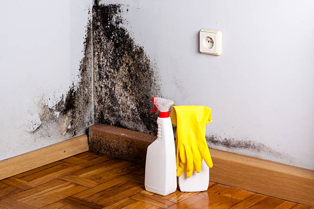 Best Mold Damage Repair  in Strawberry Plains, TN