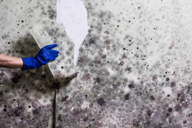  Strawberry Plains, TN Mold Removal Pros