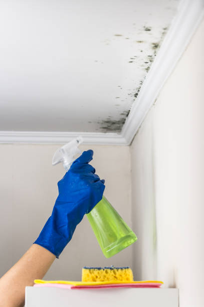 Best Toxic Mold Removal  in Strawberry Plains, TN