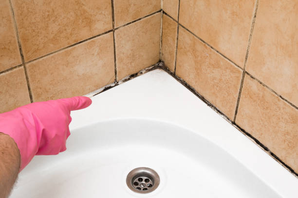 Strawberry Plains, TN Mold Removal Company