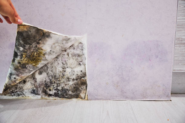 Best Mold Removal Specialists  in Strawberry Plains, TN